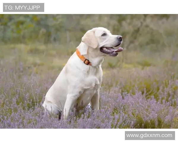 足球明星遛狗的秘密曝光你绝对想不到的明星宠物生活揭秘